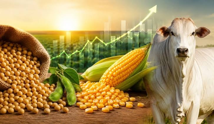 CORN11 e BBOI11: maneira simples de investir em Milho e Boi · Inter Invest